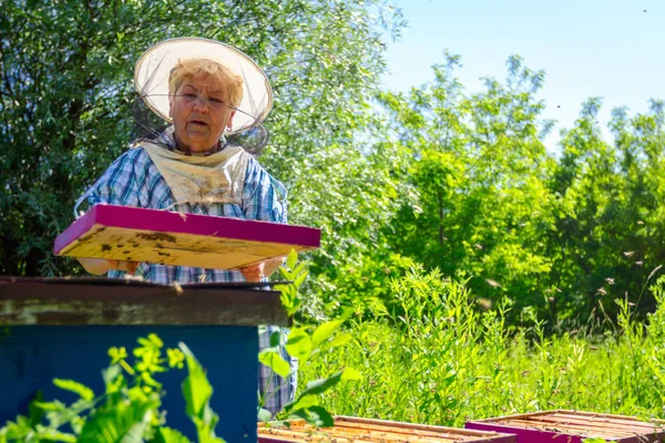 Idős nő méhészész, méhész dolgozik méhészet — Stock Fotó