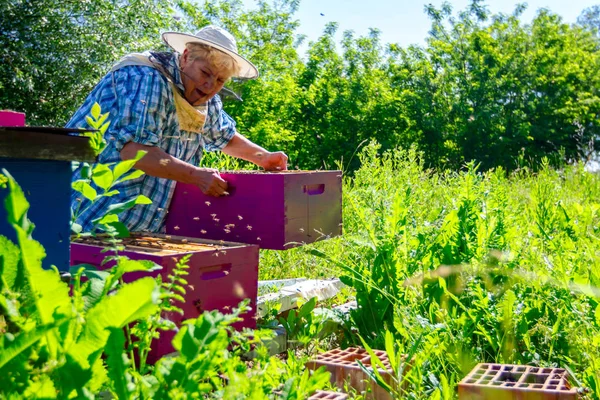 Yaşlı kadın apiarist, arıcı apiary çalışıyor — Stok fotoğraf