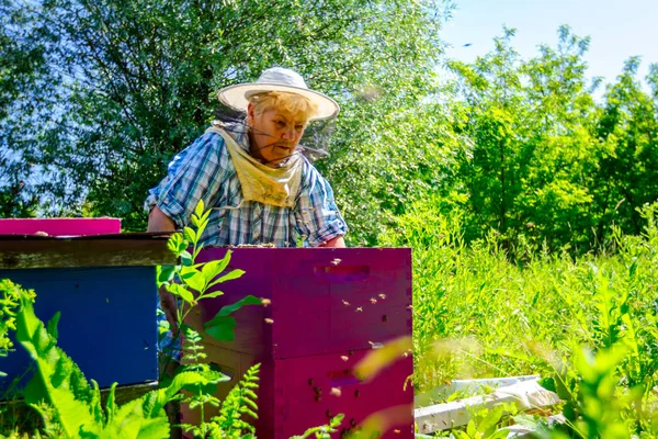 Elderly woman apiarist, beekeeper is working in apiary