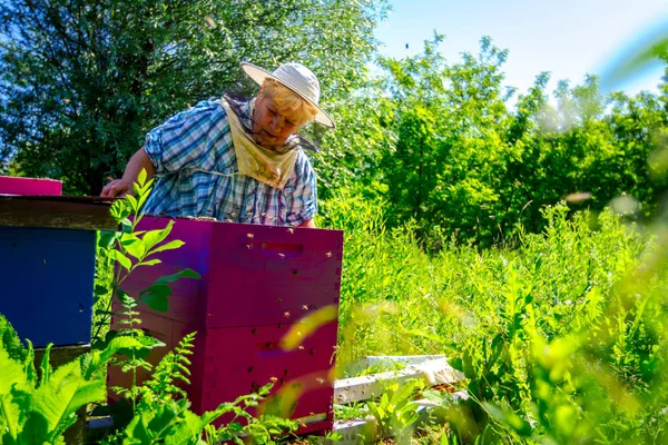 Elderly woman apiarist, beekeeper is working in apiary