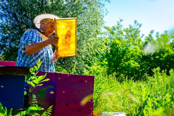 Ältere Imkerin, Imkerin arbeitet in Imkerei — Stockfoto