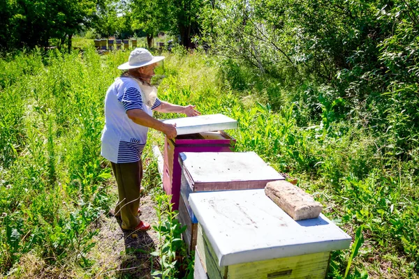 Donna anziana apiarista, apicoltore sta lavorando in apiario — Foto Stock