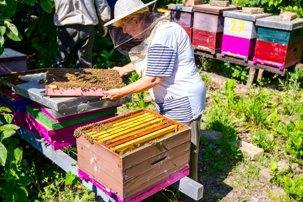 Donna anziana apiarista, apicoltore sta lavorando in apiario — Foto Stock