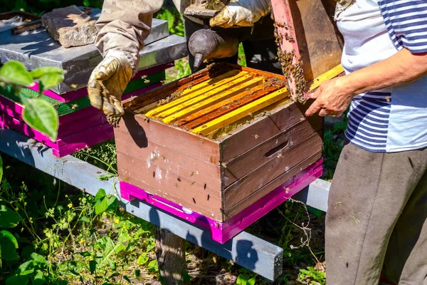 Deux ruchers âgés, apiculteurs vérifient les abeilles en nid d'abeille — Photo