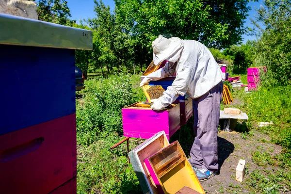 Apiarista, apicultor está verificando abelhas no quadro de madeira favo de mel — Fotografia de Stock