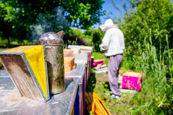 Apiarist, arıcı arılar petek ahşap çerçeve üzerinde kontrol ediyor — Stok fotoğraf