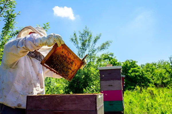 Apiarist, arıcı arılar petek ahşap çerçeve üzerinde kontrol ediyor — Stok fotoğraf