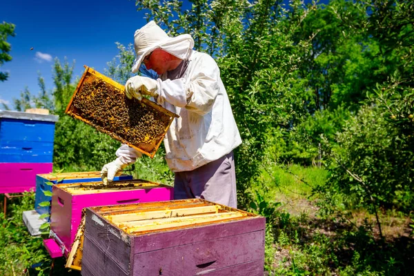 Apiarist, arıcı arılar petek ahşap çerçeve üzerinde kontrol ediyor — Stok fotoğraf