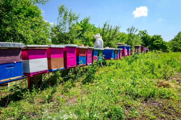 Apiarista, apicultor está trabajando en colmenas, fila de colmenas, abeja f —  Fotos de Stock