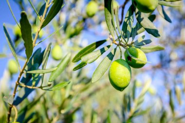 Yeşil Zeytin meyve meyve bahçesi