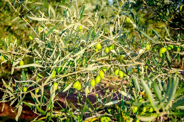 Grüne Olivenfrüchte im Obstgarten — Stockfoto