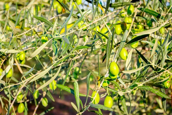 Grüne Olivenfrüchte im Obstgarten — Stockfoto