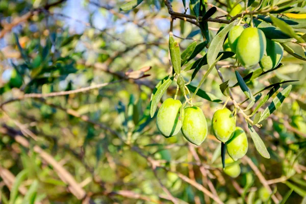 Grüne Olivenfrüchte im Obstgarten — Stockfoto