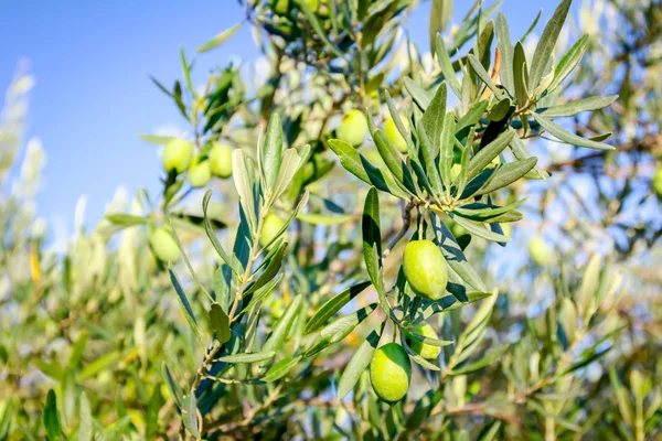 Green olive fruit in orchard — Stock Photo, Image