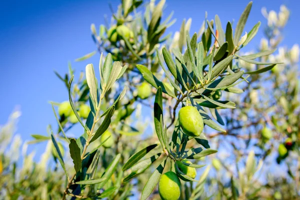 Green olive fruit in orchard — Stock Photo, Image