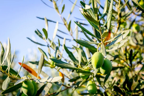 Grön oliv frukt i orchard — Stockfoto
