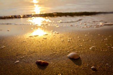 Deniz kıyısında iki deniz kabuğu