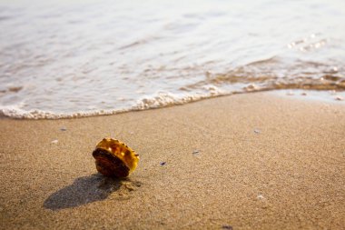 Deniz kıyısında yalnız istiridye kabuğu