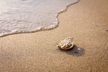 Deniz kıyısında yalnız istiridye kabuğu