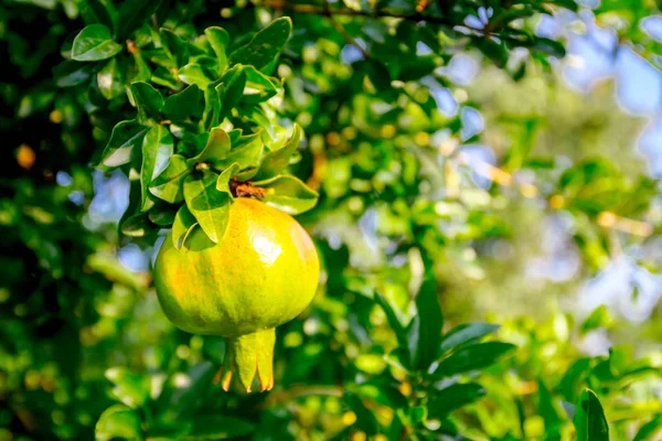 Unripe pomegranate in orchard — Stock Photo, Image