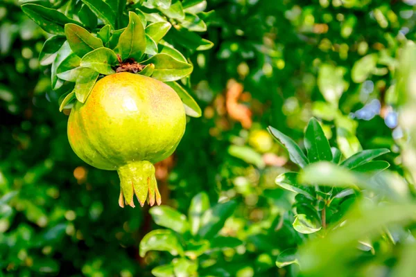 Unreifer Granatapfel im Obstgarten — Stockfoto