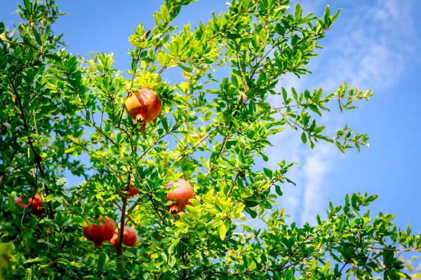 Unripe pomegranate in orchard — Stock Photo, Image