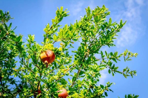 Omogna granatäpple i orchard — Stockfoto
