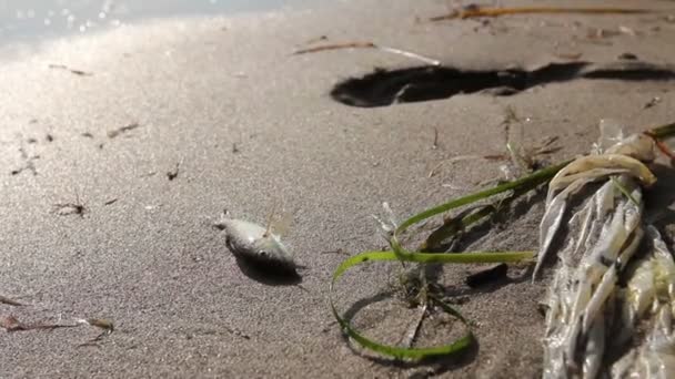 Small Dead Fish Sandy Beach Next Plastic Bag Carcass Dead — Stock Video