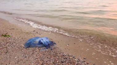 Ölü büyük mavi denizanası karkas üzerinde Sabah güneş ışığı kumlu plajda deniz tarafından yıkanır. Fotoğraf - Jpeg video codec