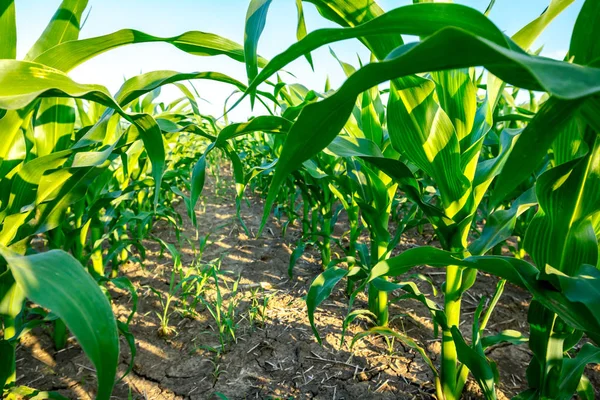 Campo con mais giovane — Foto Stock