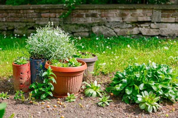 Green Vegetation Growing Plastic Pot Succulent Plant Houseleek Sempervivum — Stock Photo, Image