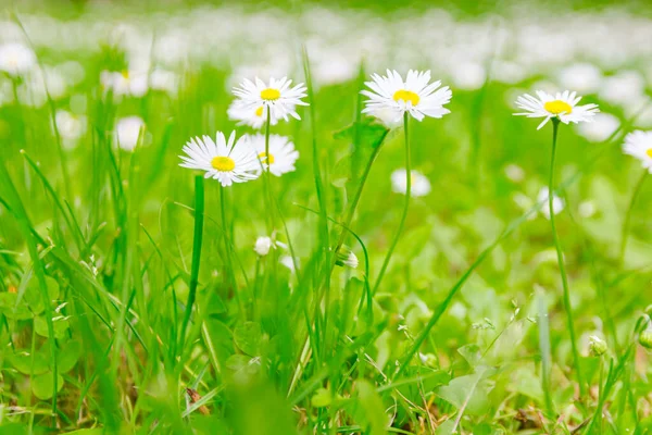 Marguerites Blanches Sont Fleurs Fleurs Dans Jardin Entre Autres Herbes — Photo