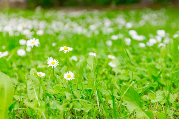 White Daisies Blooming Time Flowers Garden Other Grass Spring — Stock Photo, Image