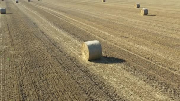 Dron Leci Tyłu Nad Polem Okrągłą Belą Słomy Zbiorach Zbóż — Wideo stockowe