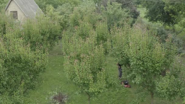 カメラは庭師の上にホバリングされているモーター芝刈り機と果物の木の間で彼の果樹園で草を切断している Mavic Pro 30Fps Dlog 265 10ビットカラー — ストック動画