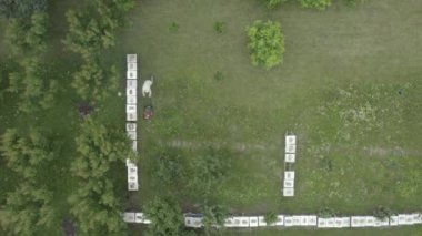 Kamera arı yetiştiricisinin üzerinde geziniyor. Arı kovanları arasında çim biçme makinesi ile sıralanmış sıra, sıra, sıra, arı kolonisi gibi. MAVIC 2 PRO 4K HQ 30fps DLog-M H.265 10 Bit Renkli