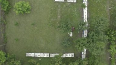 Kamera arı yetiştiricisinin üzerinde geziniyor. Arı kovanları arasında çim biçme makinesi ile sıralanmış sıra, sıra, sıra, arı kolonisi gibi. MAVIC 2 PRO 4K HQ 30fps DLog-M H.265 10 Bit Renkli