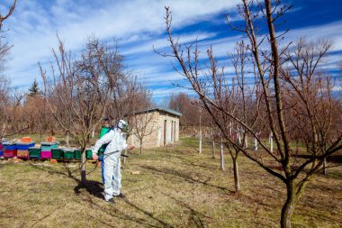 Koruyucu giysiler ve gaz maskeli çiftçi meyve bahçesindeki meyve ağaçlarının uzun spreylerini kullanarak onları mantar hastalıklarından veya parazitlerden korur..