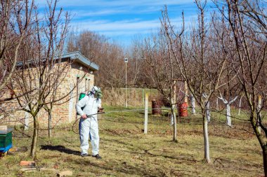 Farmer in protective clothing and gas mask sprays of fruit trees in orchard using long sprayer to protect them with chemicals from fungal disease or vermin at early springtime. clipart