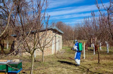 Koruyucu giysiler ve gaz maskeli çiftçi meyve bahçesindeki meyve ağaçlarının uzun spreylerini kullanarak onları mantar hastalıklarından veya parazitlerden korur..
