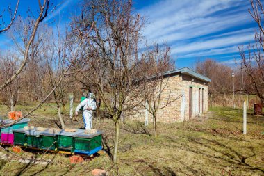 Koruyucu giysiler ve gaz maskeli çiftçi meyve bahçesindeki meyve ağaçlarının uzun spreylerini kullanarak onları mantar hastalıklarından veya parazitlerden korur..