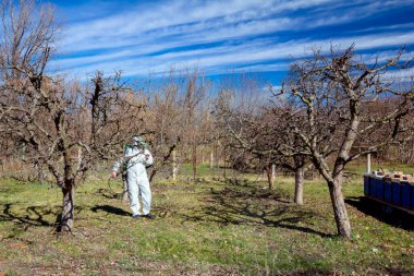 Bahçedeki meyve ağaçlarının koruyucu giysileri ve gaz maskeli çiftçileri uzun spreyleri kullanarak ilkbaharın başlarında onları mantar hastalıklarından veya haşaratlardan koruyorlar..