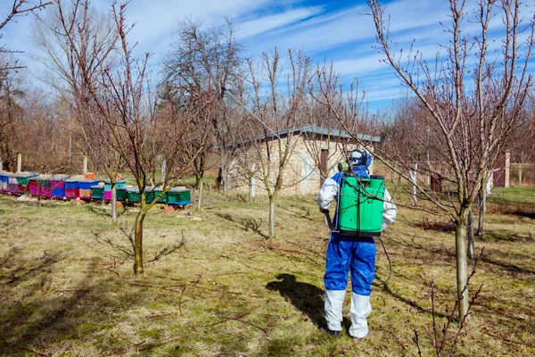 Koruyucu giysiler ve gaz maskeli çiftçi meyve bahçesindeki meyve ağaçlarının uzun spreylerini kullanarak onları mantar hastalıklarından veya parazitlerden korur..