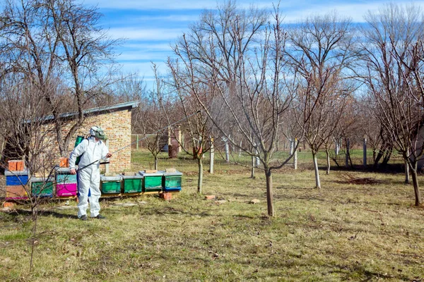 Farmer in protective clothing and gas mask sprays of fruit trees in orchard using long sprayer to protect them with chemicals from fungal disease or vermin at early springtime, near bee colony, apiary.