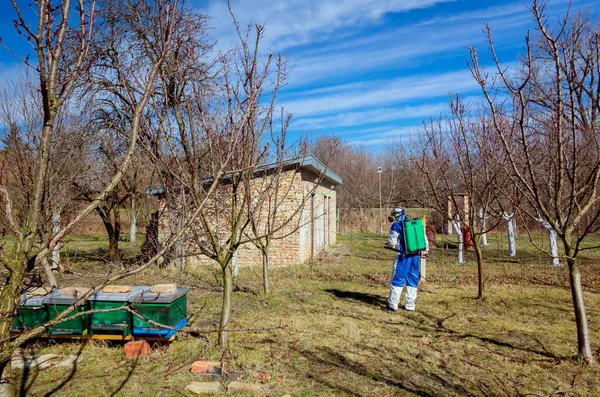 Jordbrukare Skyddskläder Och Gasmasksprayer Fruktträd Fruktträdgården Med Hjälp Lång Spruta — Stockfoto