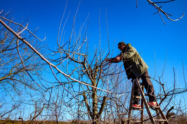 Agricultor Está Podando Ramas Árboles Frutales Huerto Usando Largos Cortarramas — Foto de Stock