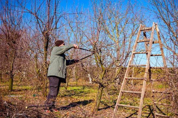 Farmář Jaře Prořezává Větve Ovocných Stromů Sadech Pomocí Dlouhých Odřezků — Stock fotografie