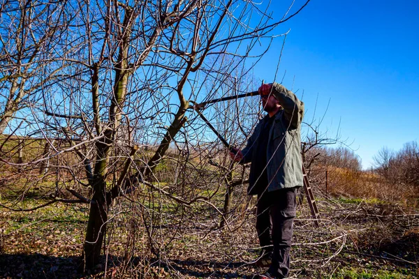 Jordbrukare Beskärning Grenar Fruktträd Fruktträdgård Med Hjälp Långa Loppers Tidigt — Stockfoto