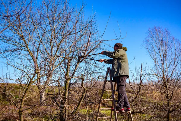 Agricoltore Sta Potando Rami Alberi Frutto Nel Frutteto Utilizzando Tronchesi — Foto Stock