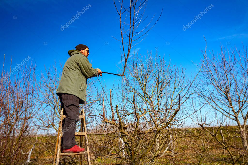 Farmer Is Pruning Branches Of Fruit Trees In Orchard Using Long Loppers At Early Springtime Day Using Ladders 407110792 Larastock